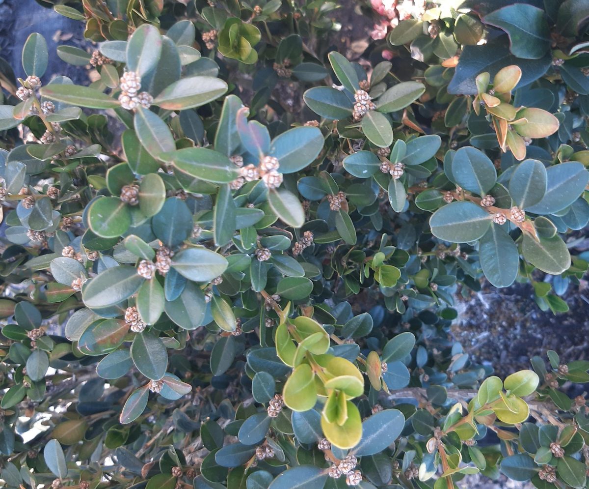 Buxus microphylla japonica Winter Gem GLOBE scaled