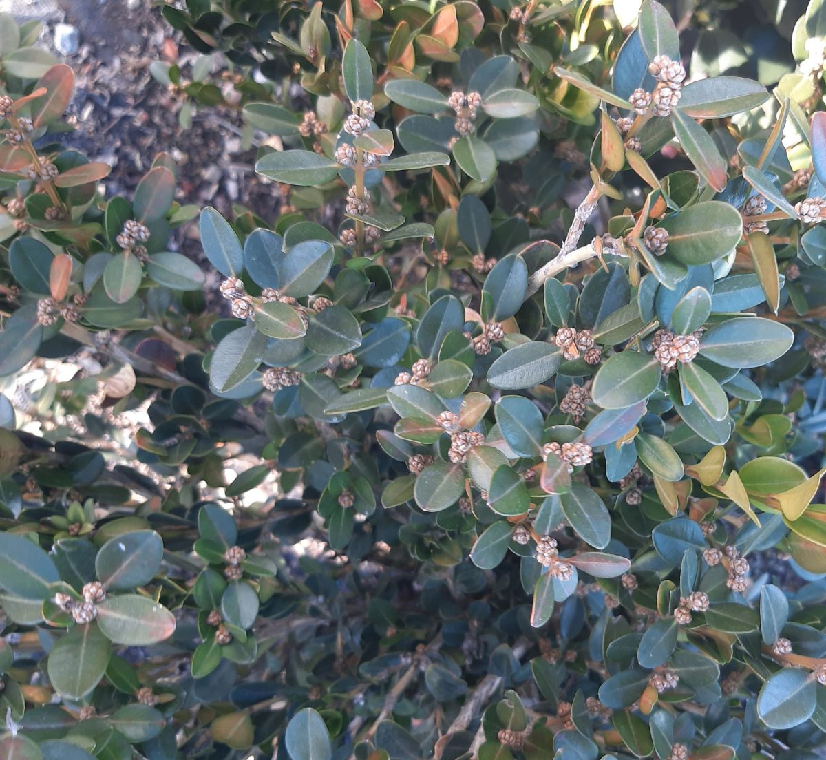 Buxus microphylla japonica Winter Gem GLOBE 18 20