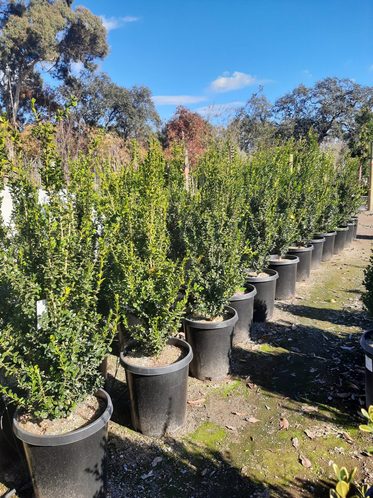 Buxus sempervirens Green Pillar a scaled