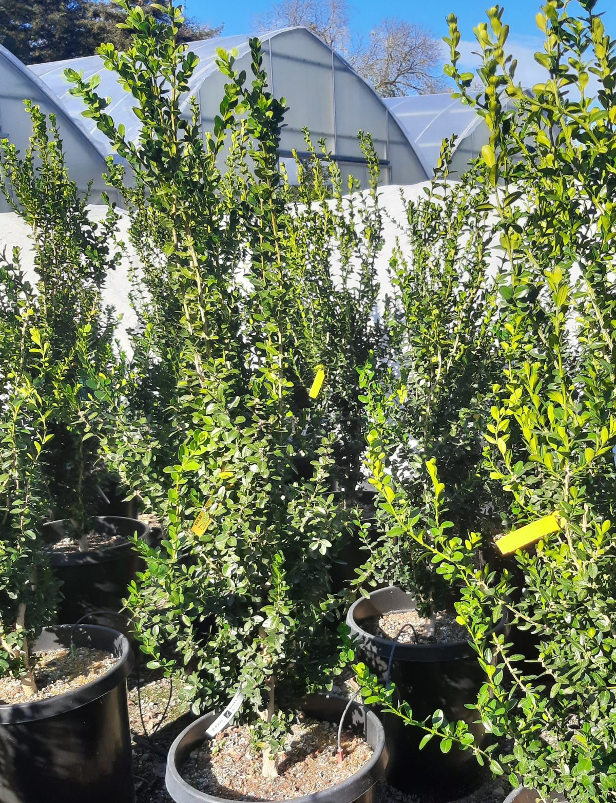 Buxus sempervirens Green Pillar b scaled