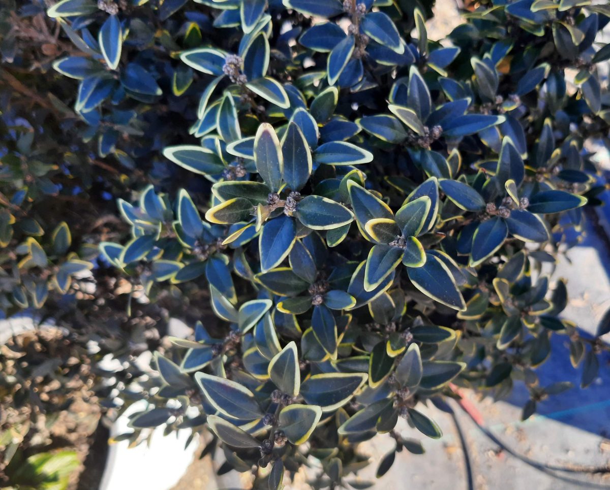 Buxus sempervirens North Star a scaled