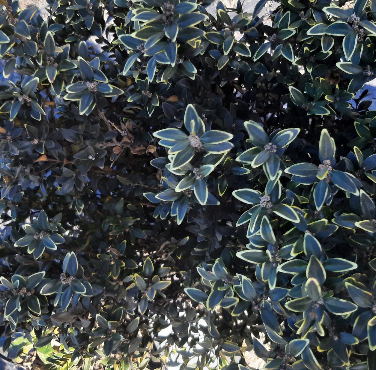 Buxus sempervirens North Star b