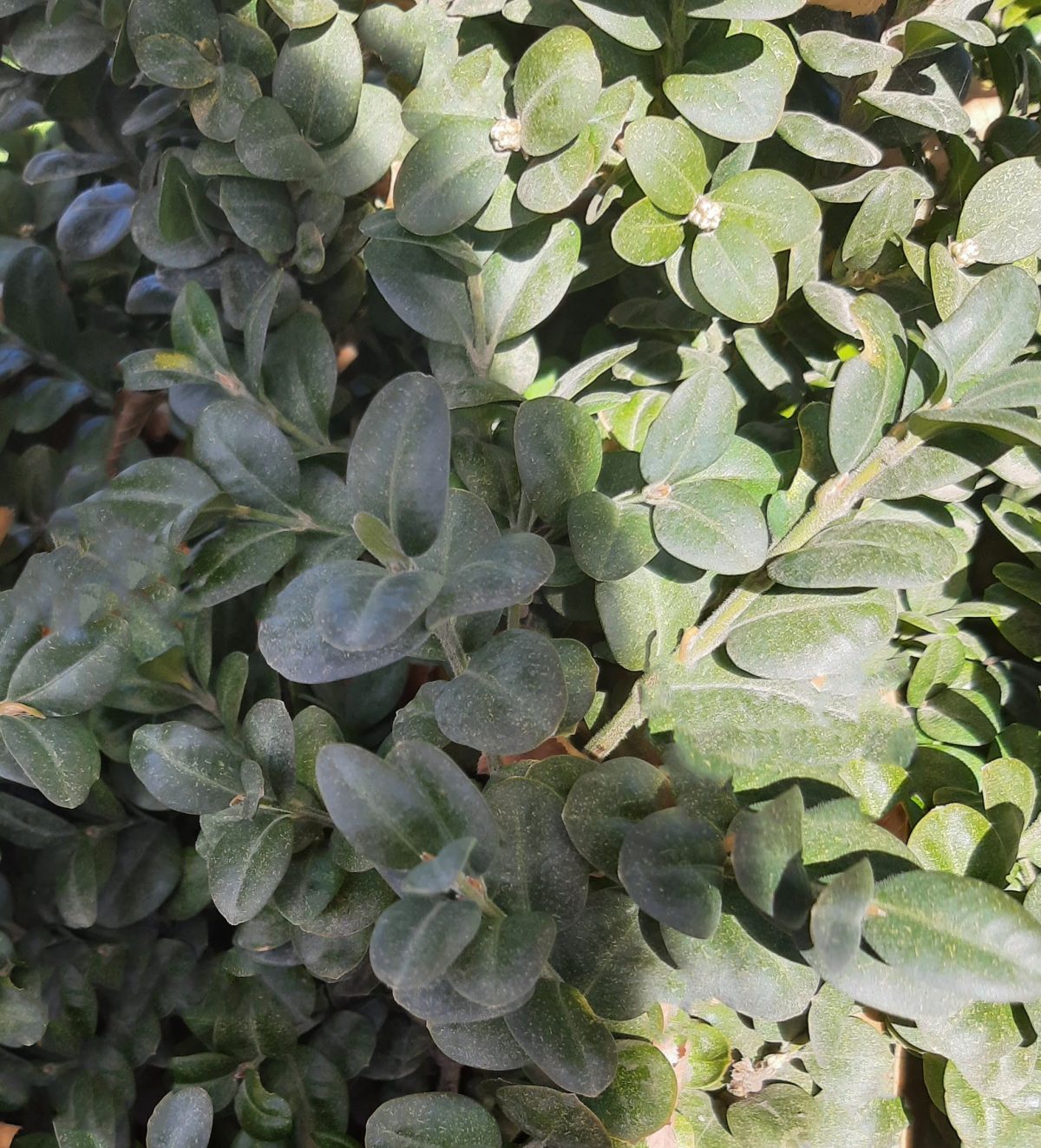 Buxus sempervirens Rotundifolia GLOBE 30