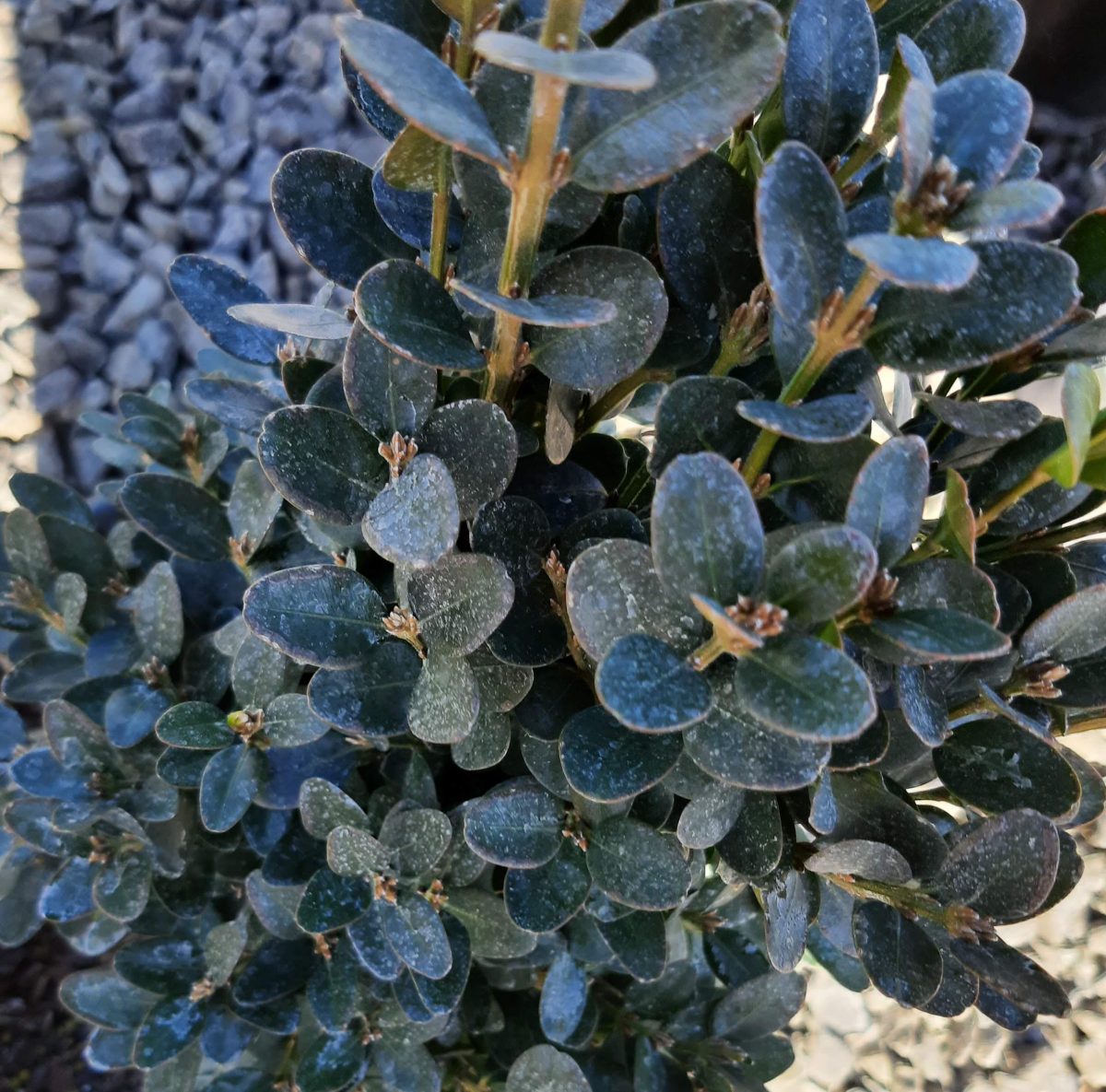 Buxus sempervirens Suffruticosa CONE