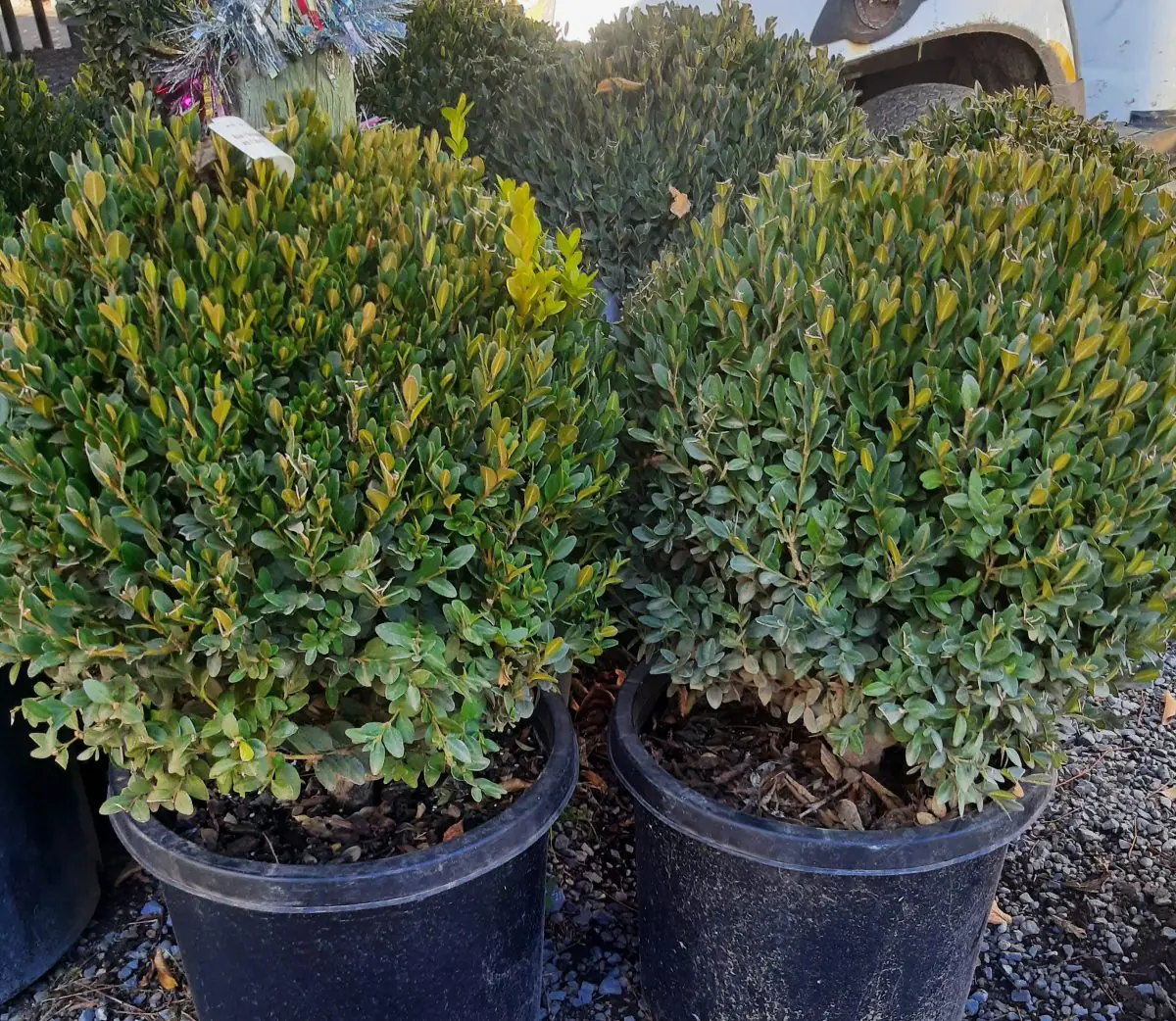 Buxus x Green Mountain GLOBE scaled