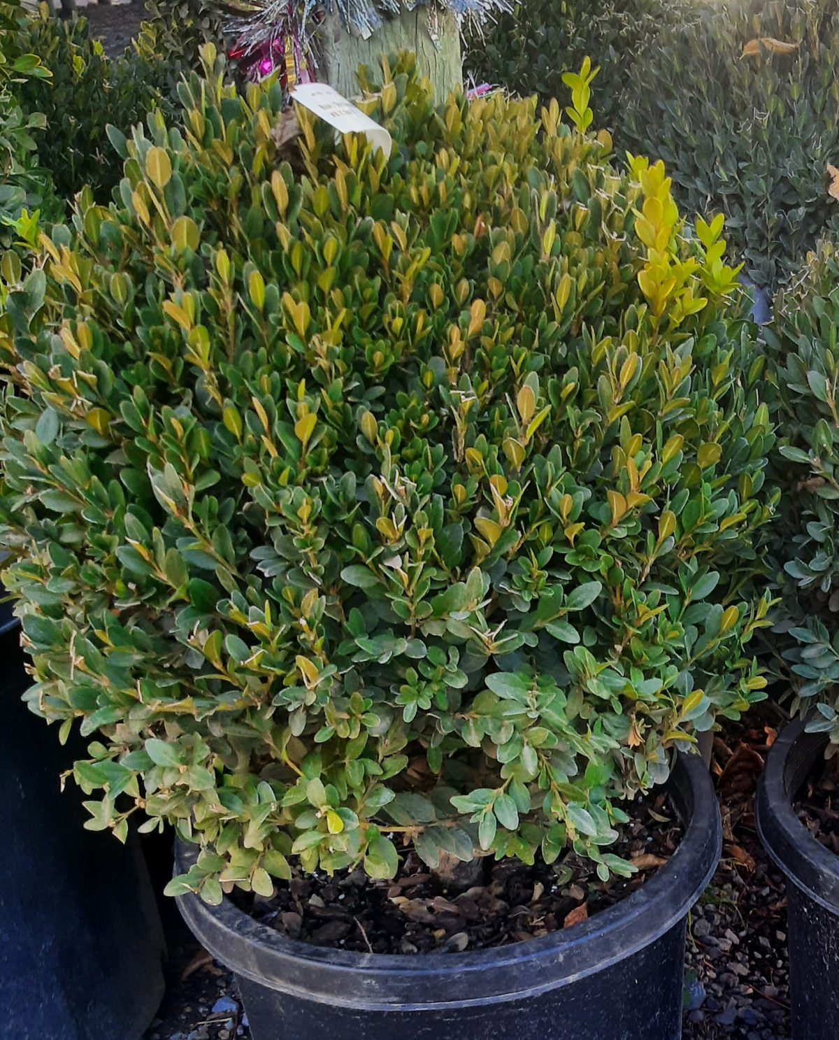 Buxus x Green Mountain GLOBE 15