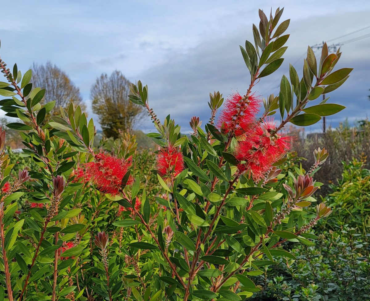 Callistemon citrinus