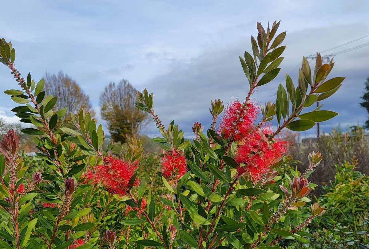 Callistemon citrinus PATIO scaled