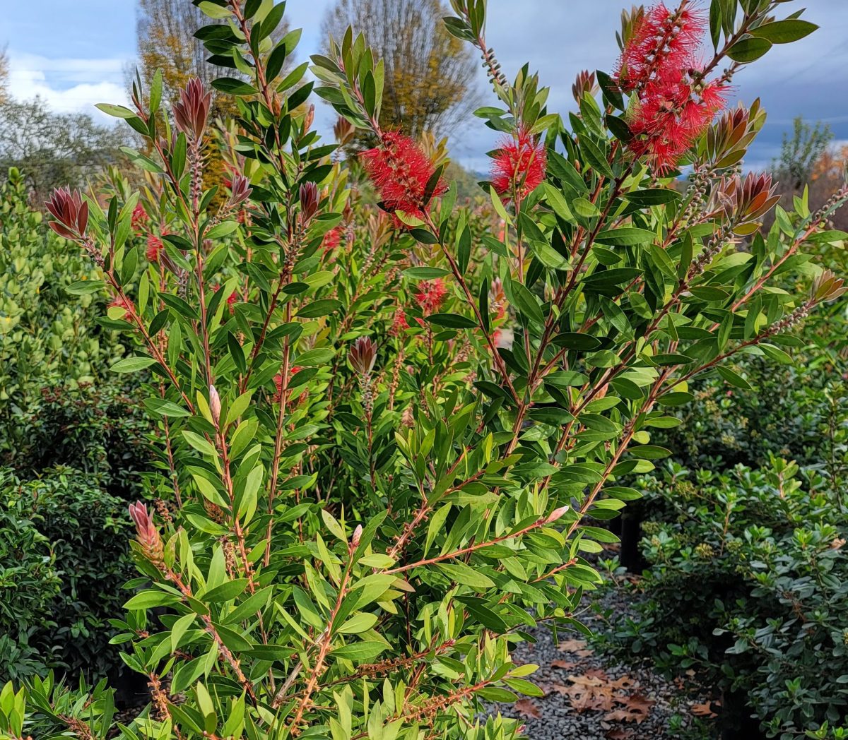 Callistemon citrinus TRELLIS