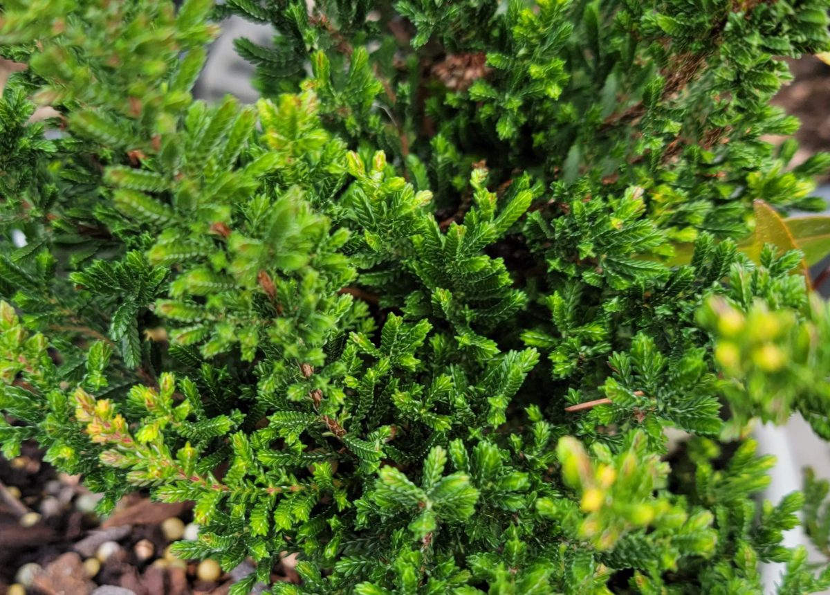 Calluna vulgaris Spring Torch a