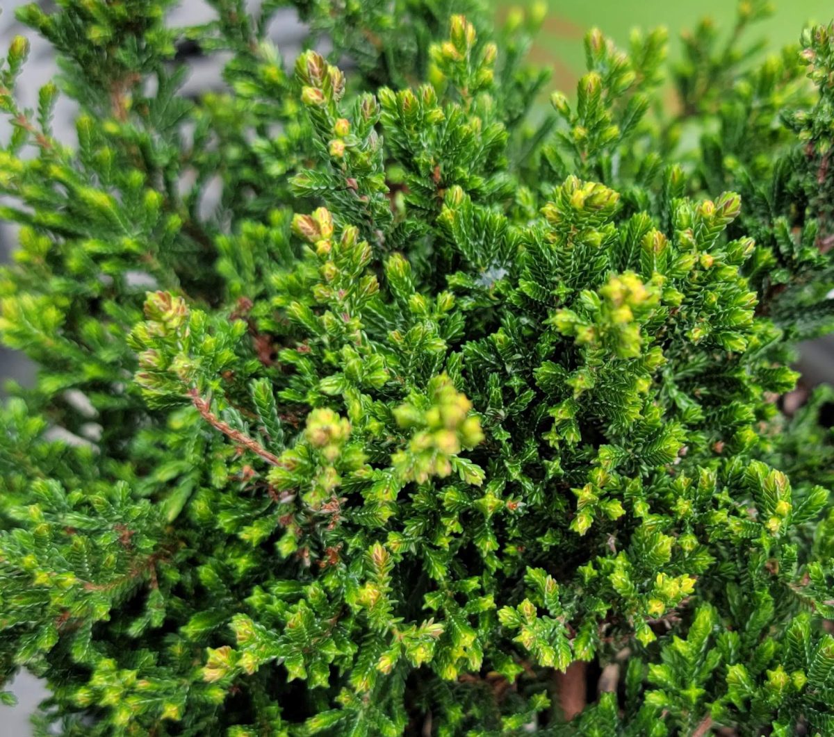 Calluna vulgaris Spring Torch b