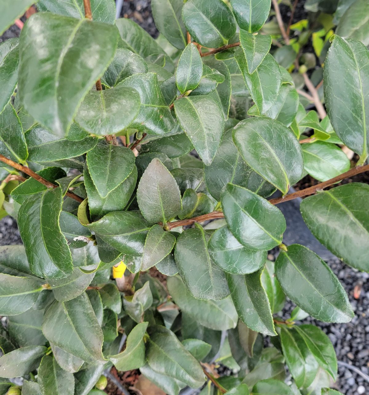 Camellia japonica Ace O Hearts TRELLIS