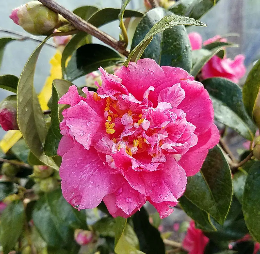 Camellia japonica Kumasaka STD