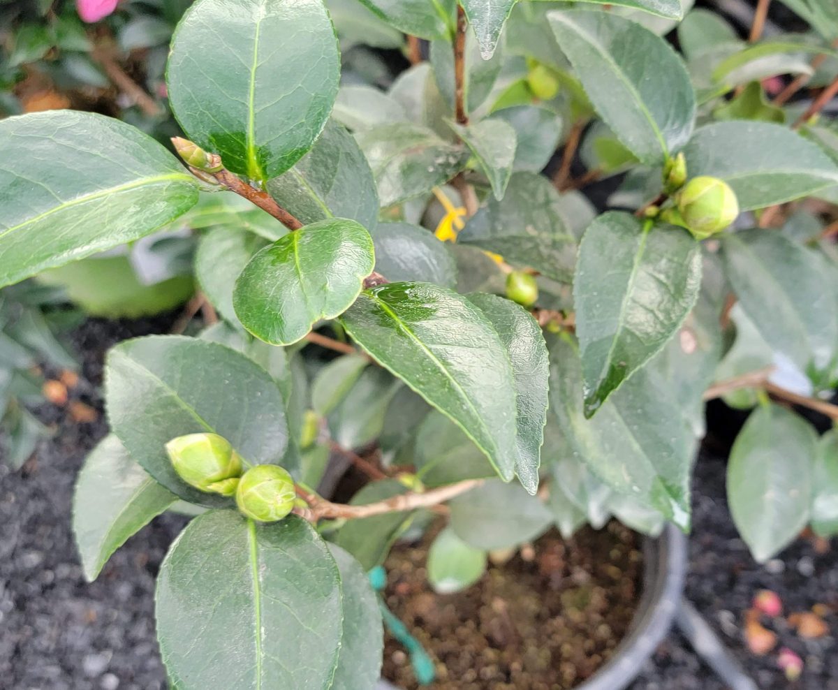 Camellia japonica Tom Knudsen STD