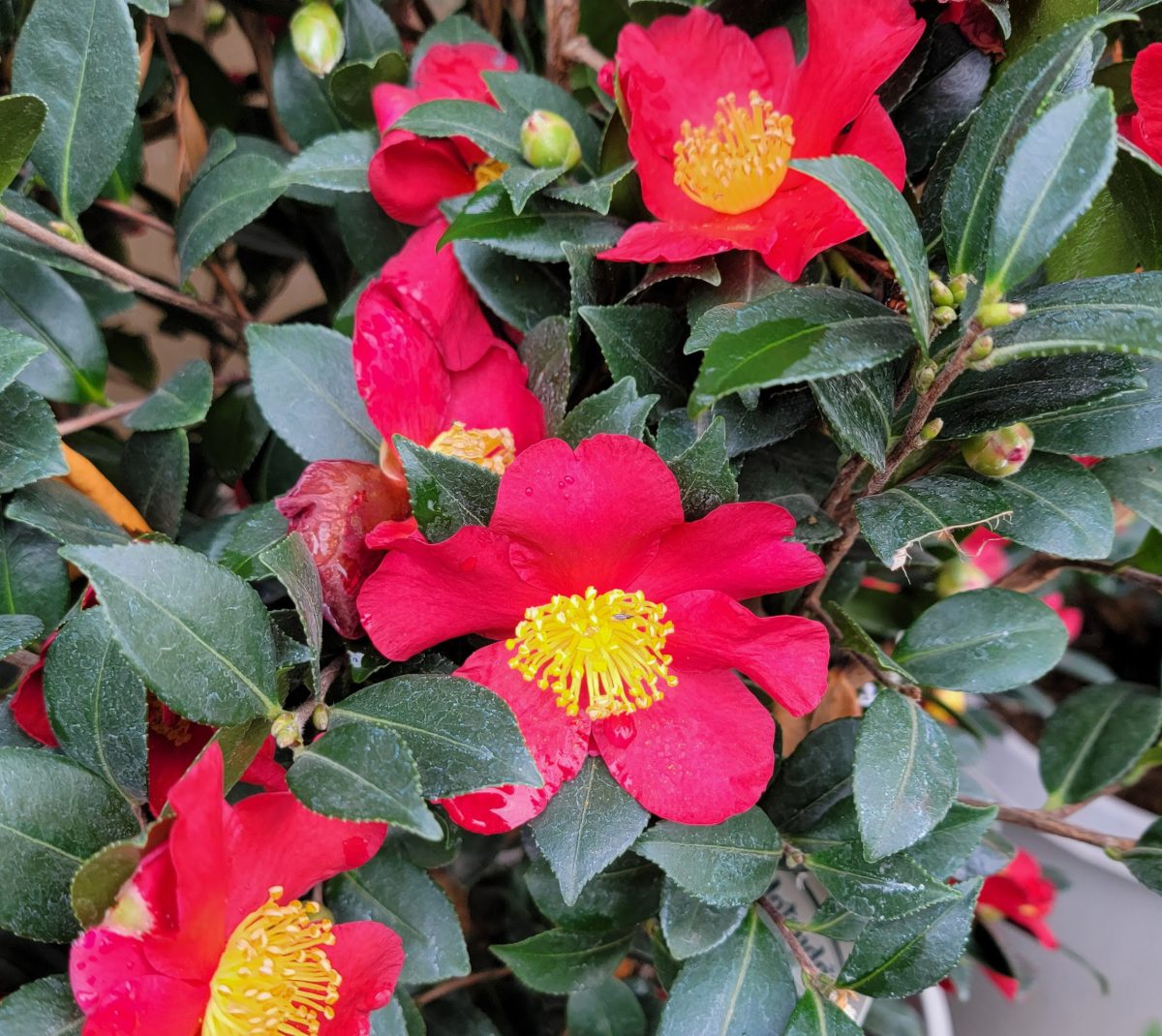 Camellia sasanqua Yuletide TRELLIS