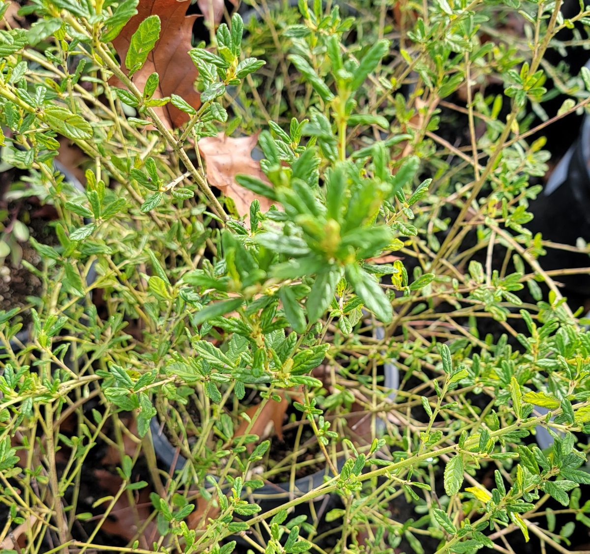 Ceanothus Concha PATIO