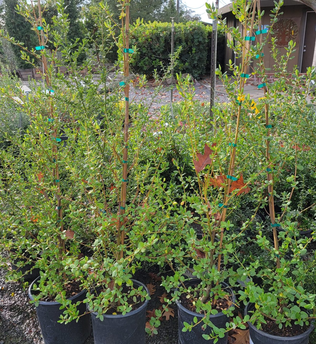 Ceanothus Ray Hartman COLUMN scaled