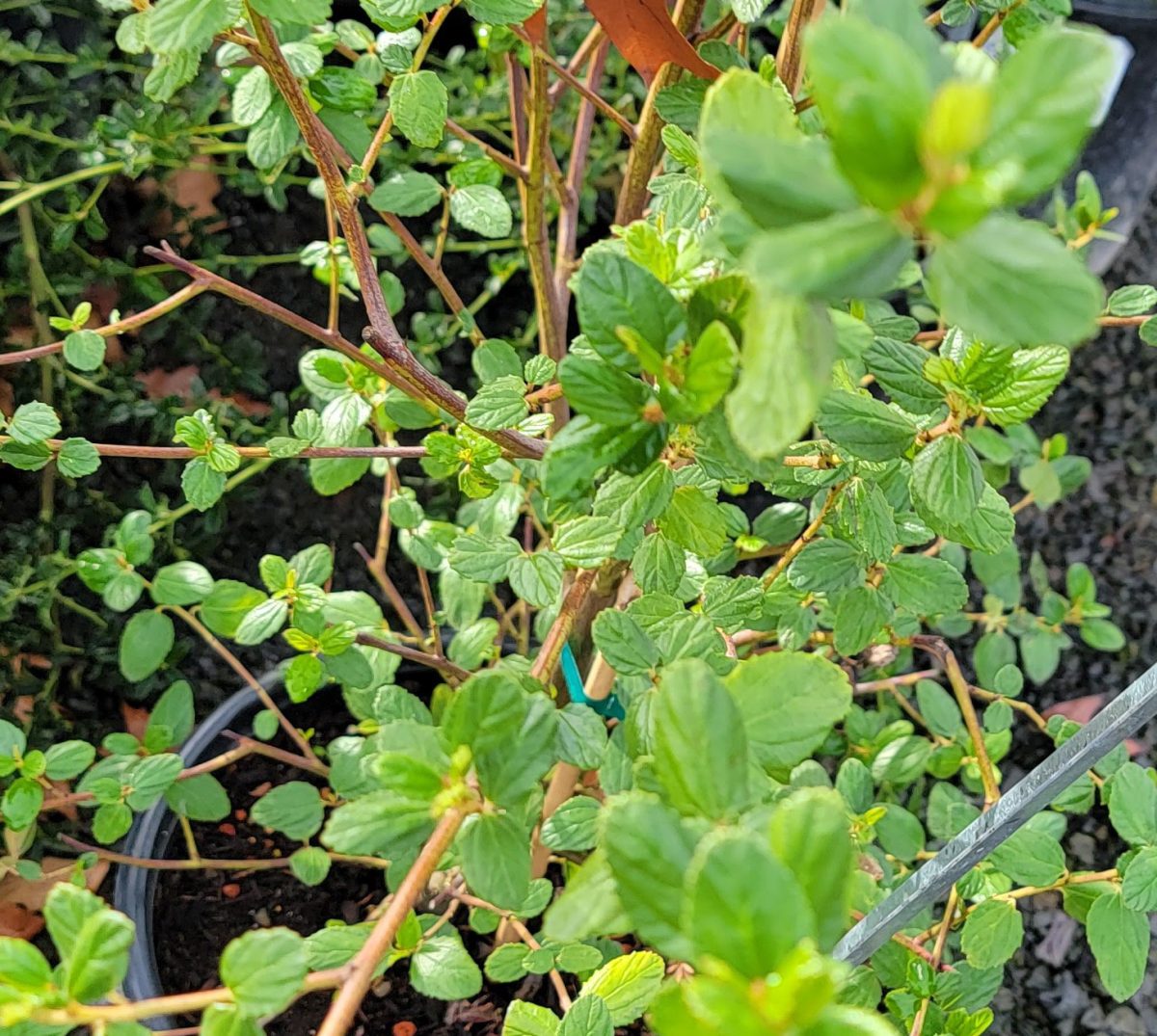 Ceanothus Ray Hartman STD