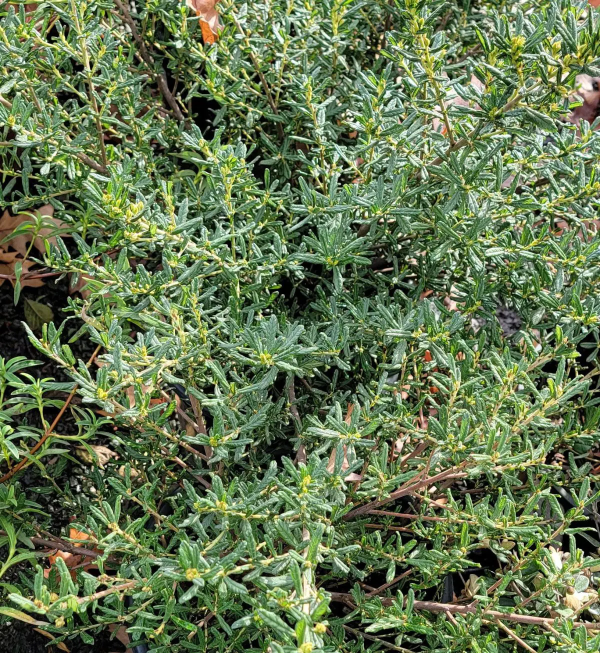 Ceanothus Wheeler Canyon b