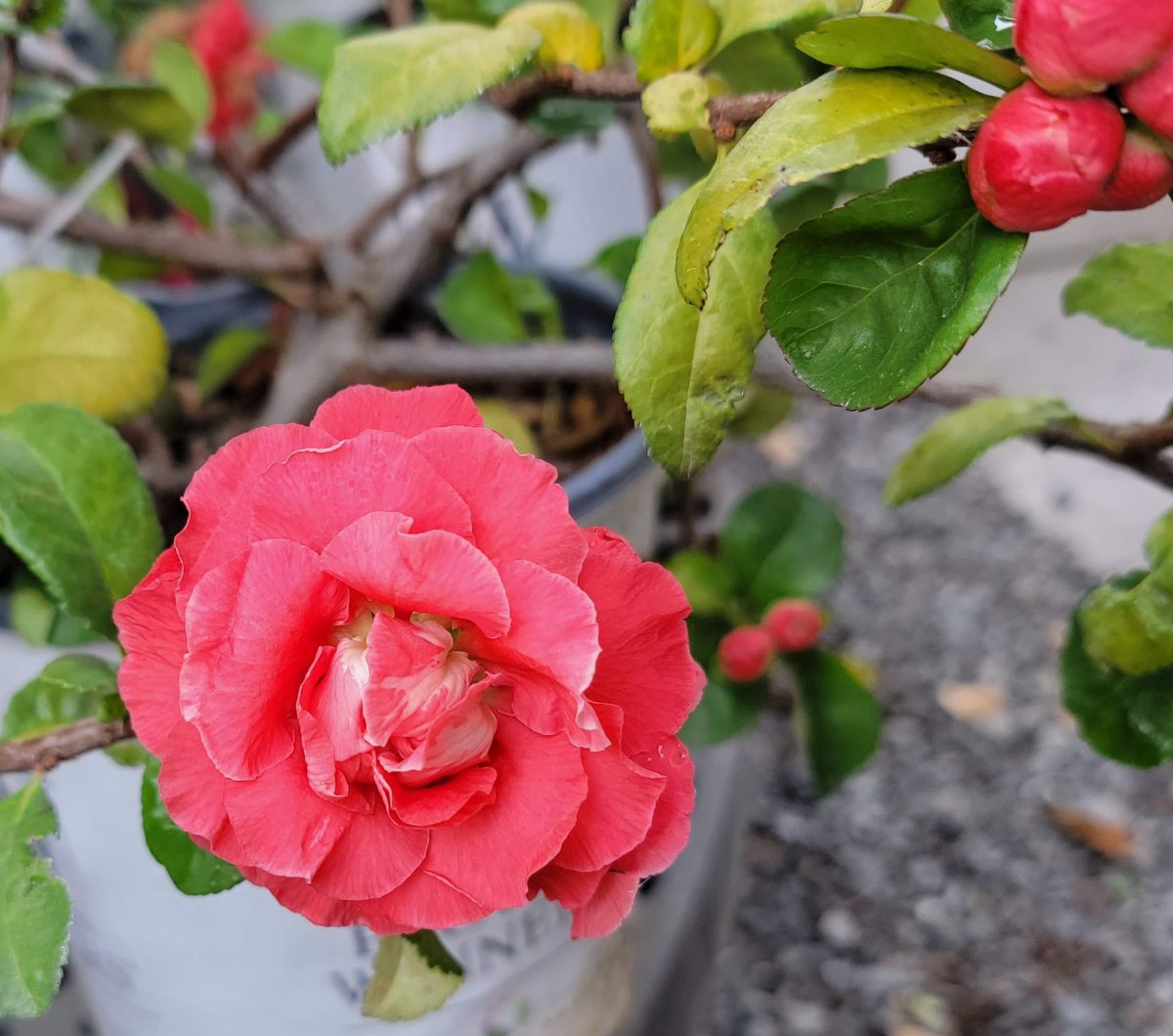 Chaenomeles Double Take Pink Storm