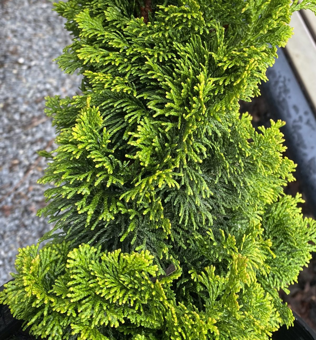 Chamaecyparis obtusa Nana Lutea PATIO