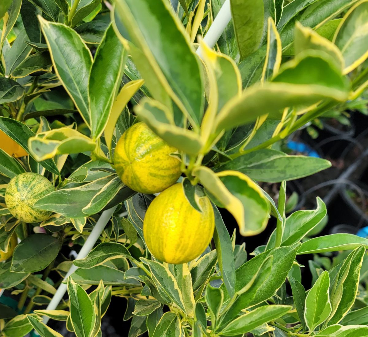Citrus Kumquat Centennial a