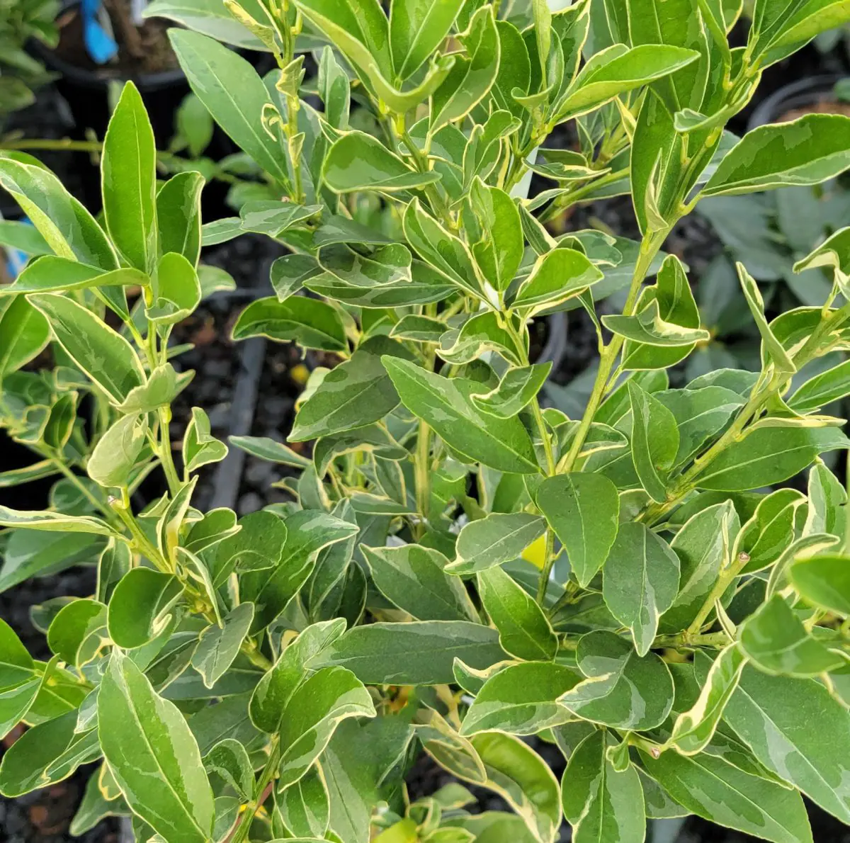 Citrus Kumquat Centennial b