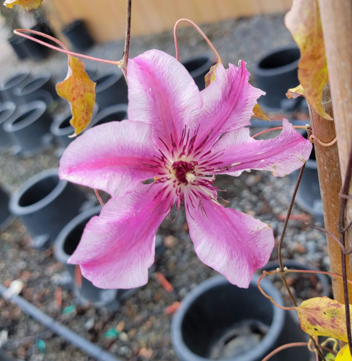 Clematis Carnaby