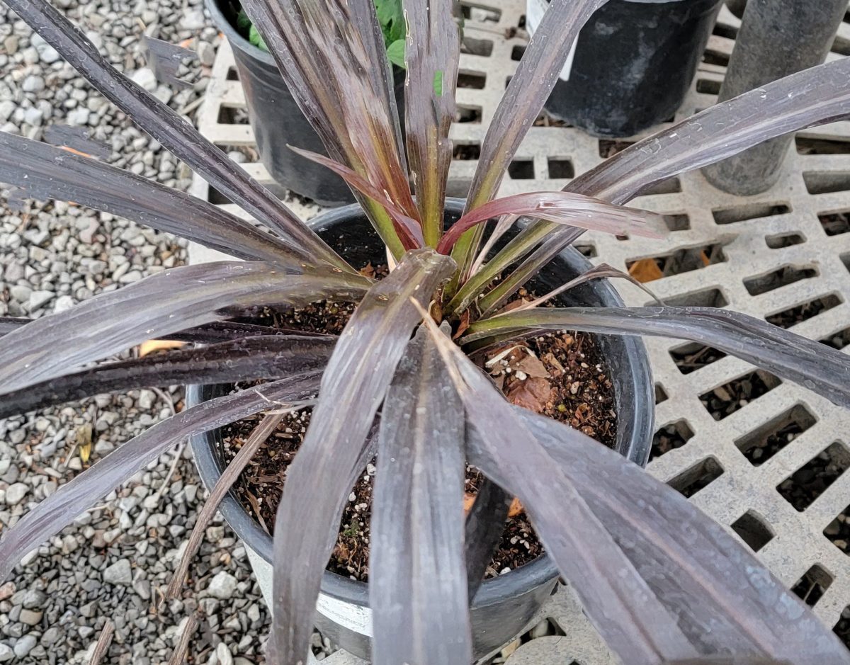 Cordyline australis Renegade Tana