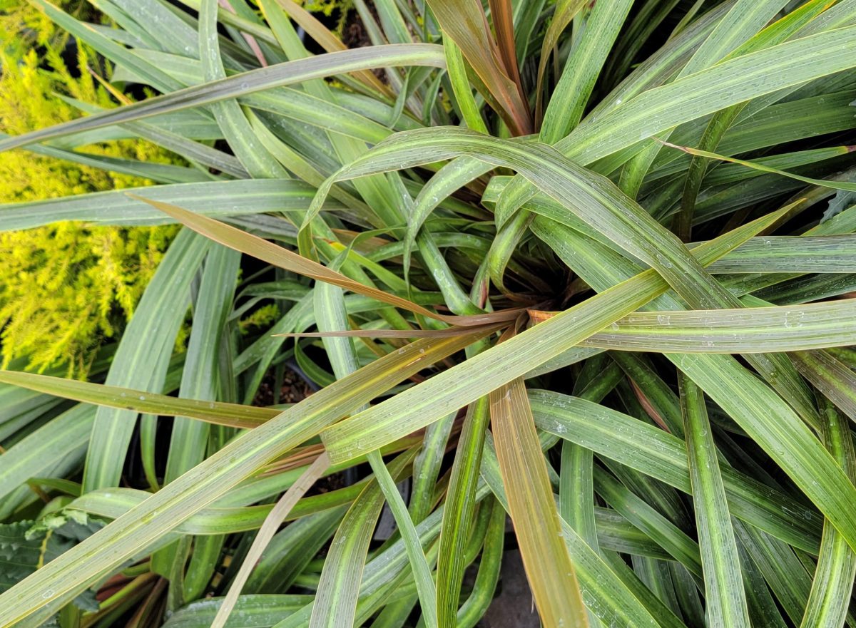 Cordyline x Dance Polka