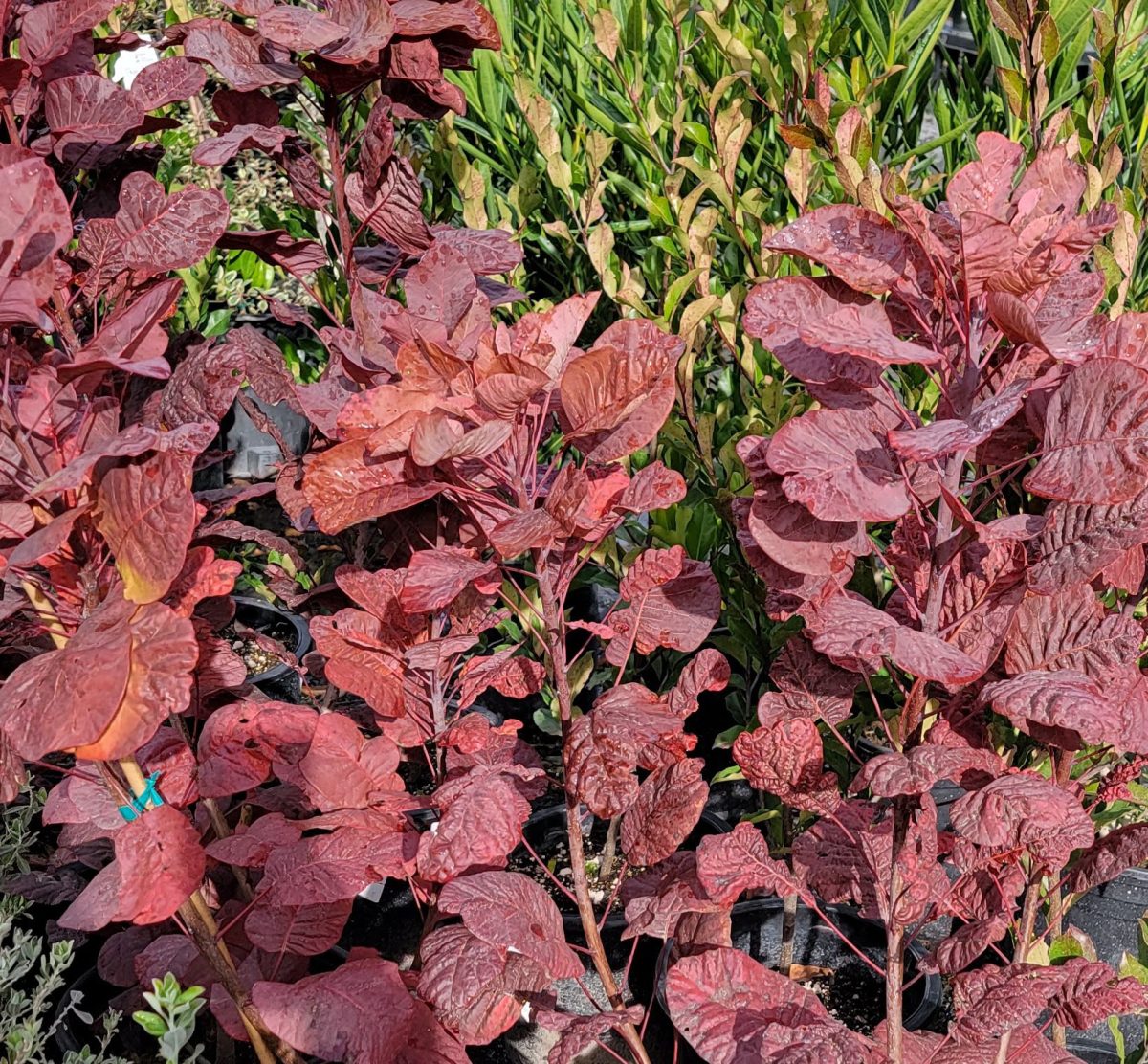 Cotinus coggygria Old Fashioned a