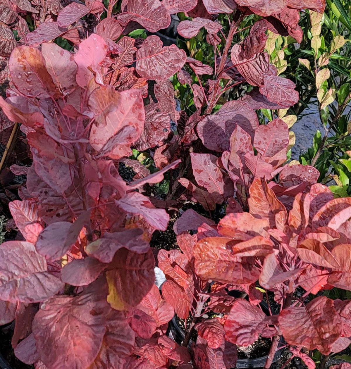 Cotinus coggygria Old Fashioned b