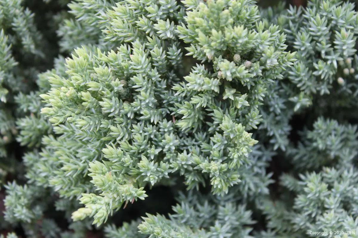 Juniperus procumbens Nana SCULPTED