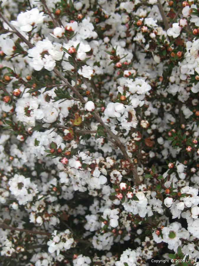 Leptospermum scoparium White STD