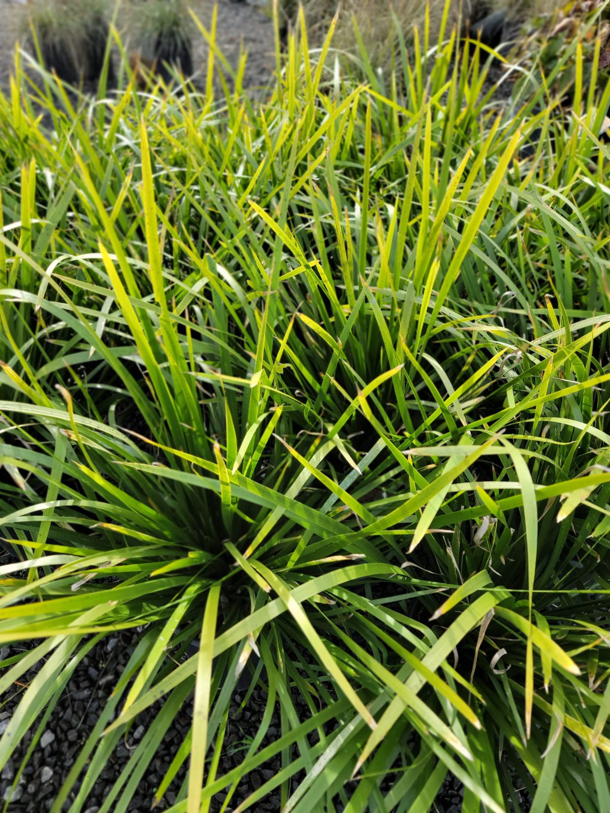 Lomandra hystrix Katie Belles scaled