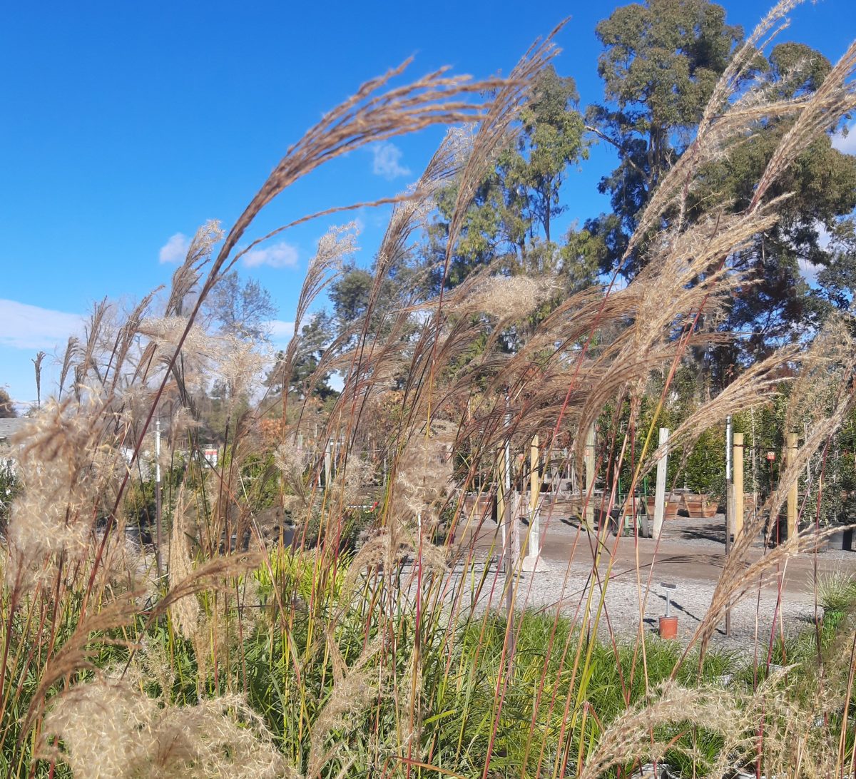 Miscanthus transmorrisonensis a scaled