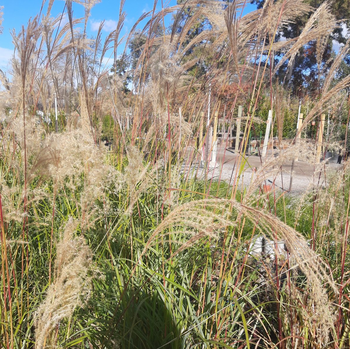 Miscanthus transmorrisonensis b scaled