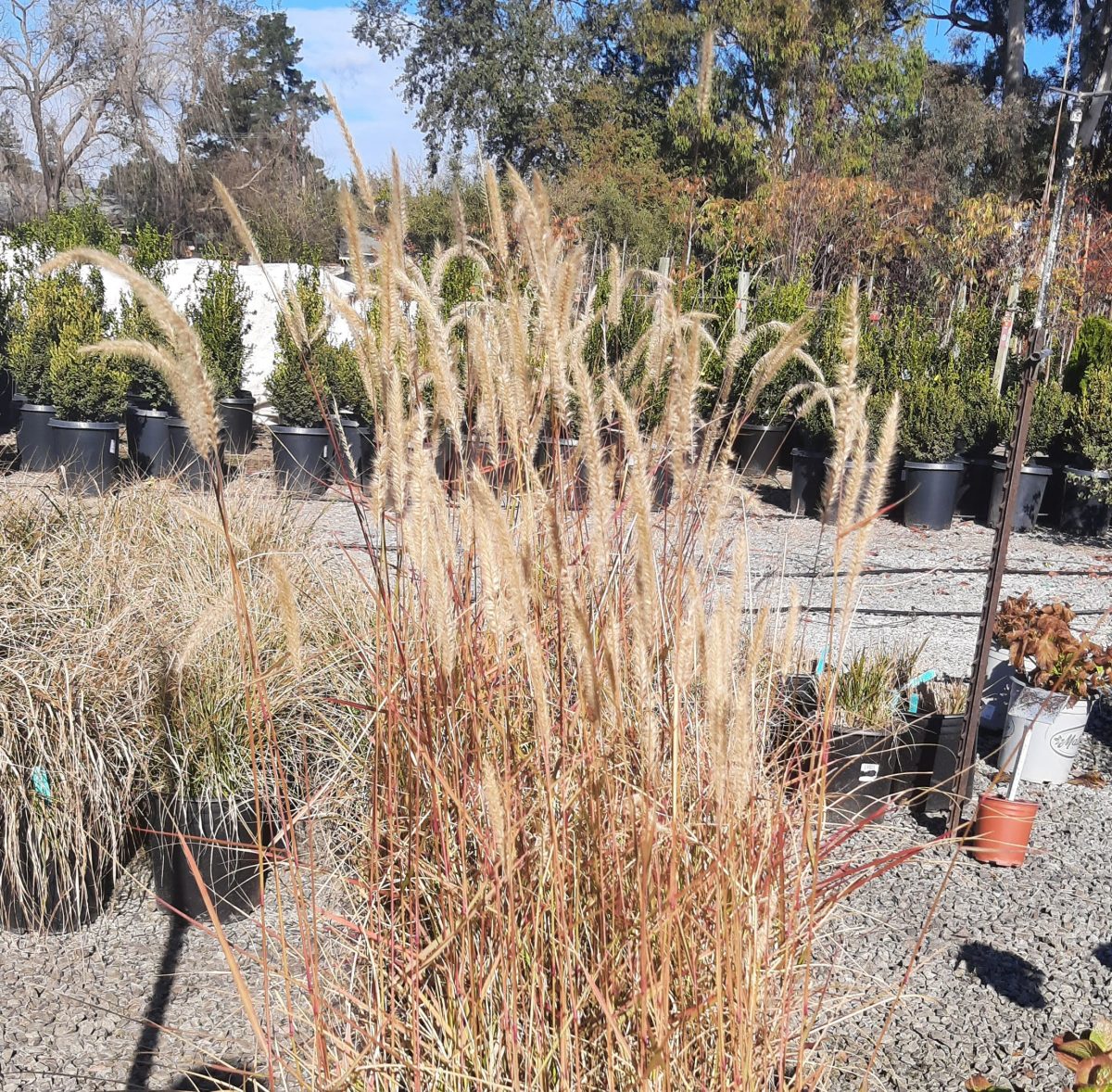 Pennisetum x Fairy Tails a