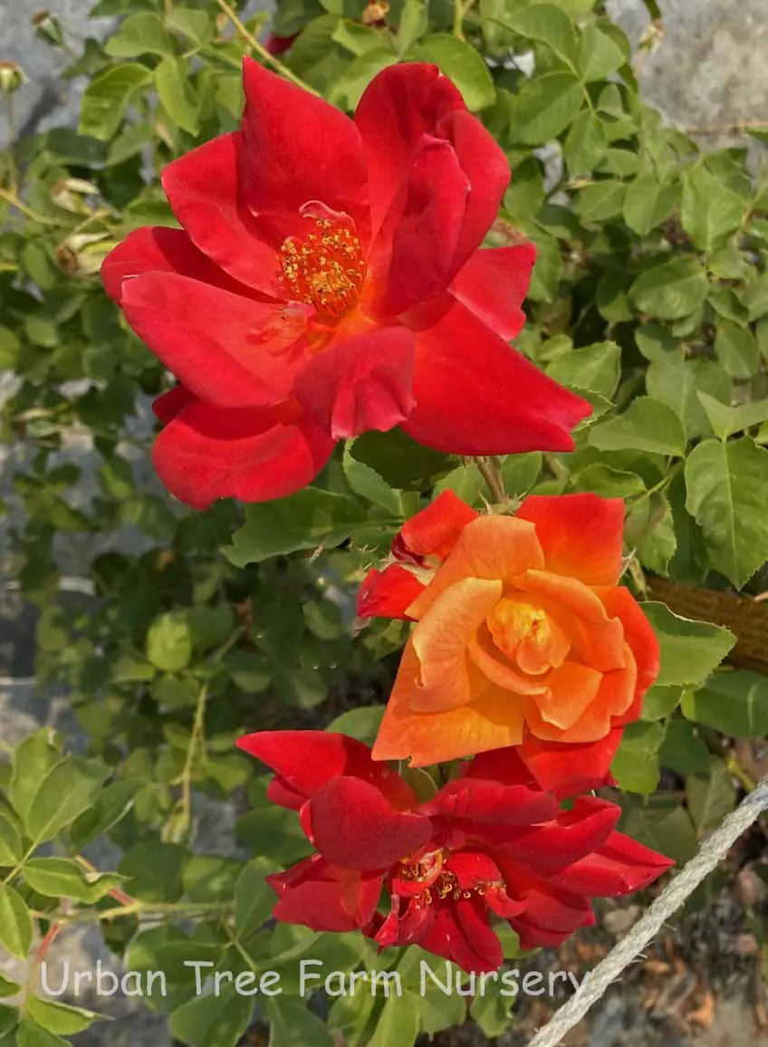 Rosa Josephs Coat CL TRELLIS a