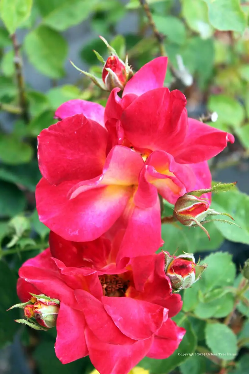 Rosa Josephs Coat CL TRELLIS b