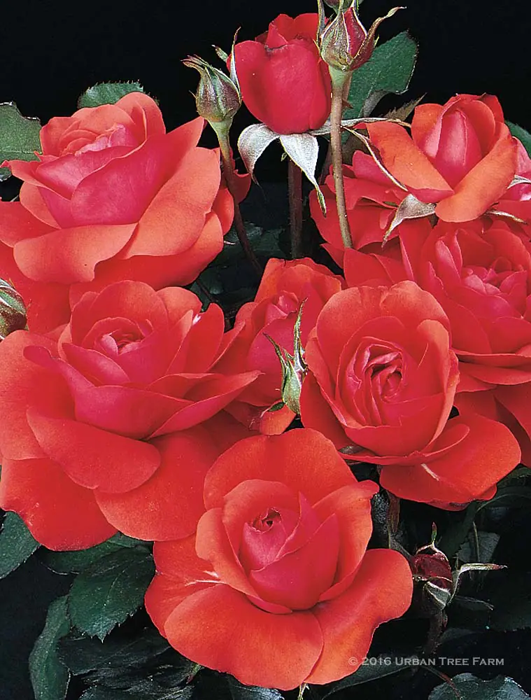 Rosa Trumpeter a