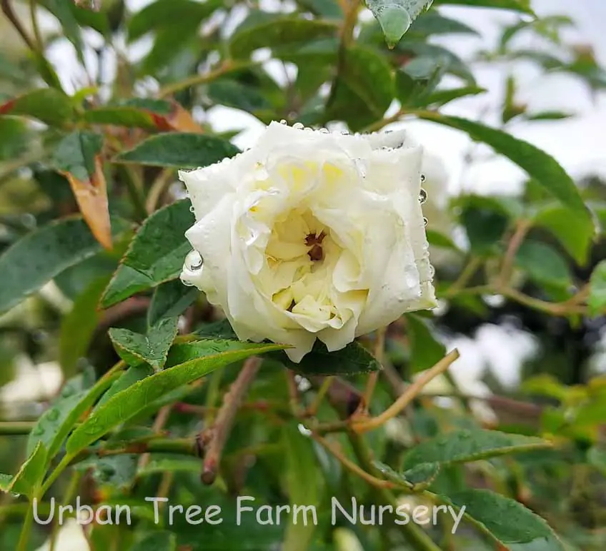 Rosa banksiae Alba Plena TRELLIS a