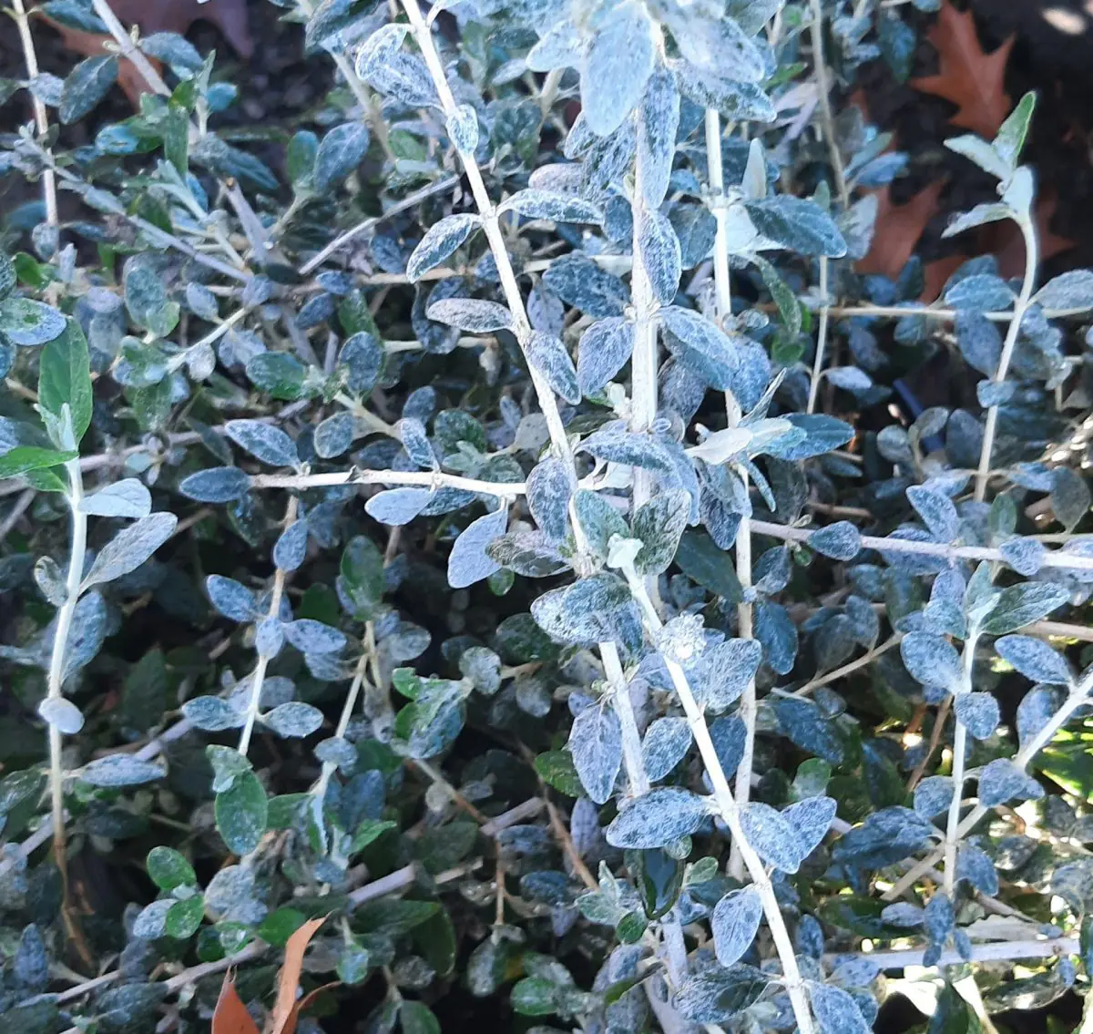 Teucrium fruticans Azureum a