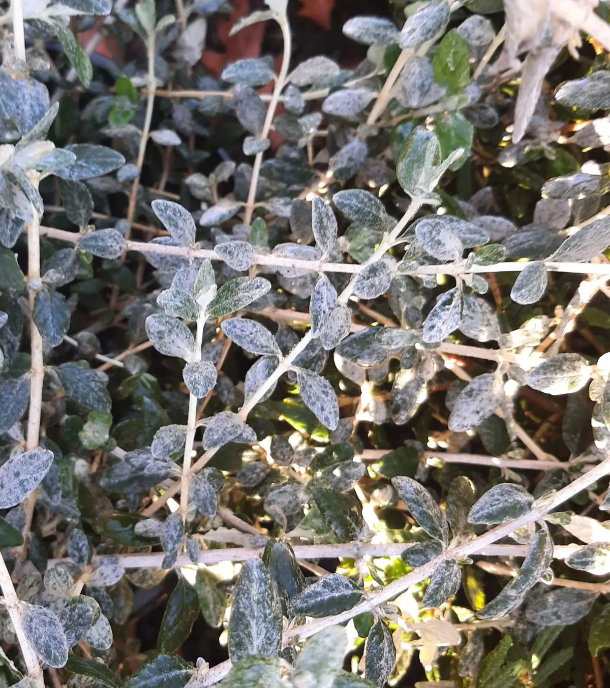 Teucrium fruticans Azureum b