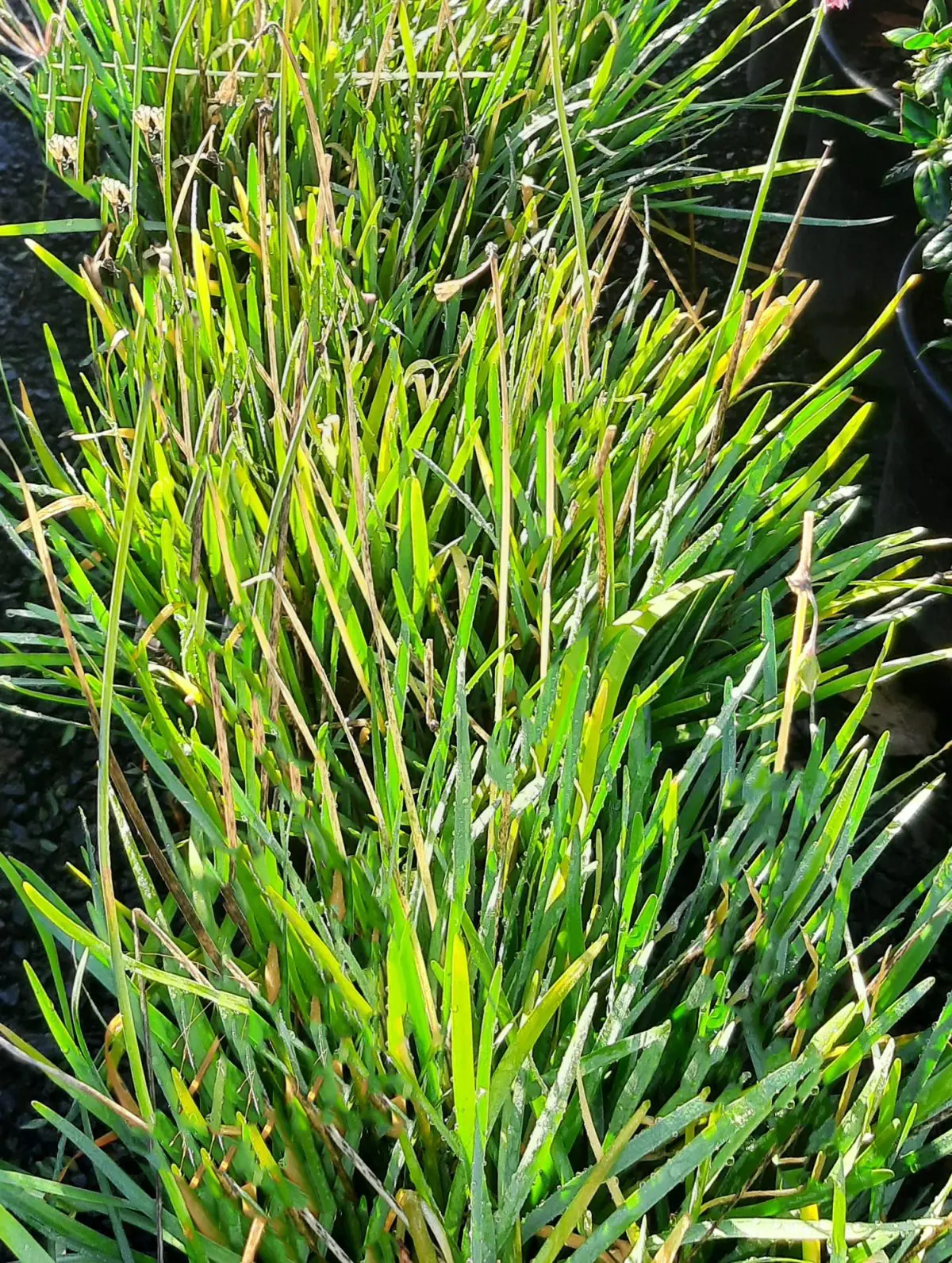 Tulbaghia violacea