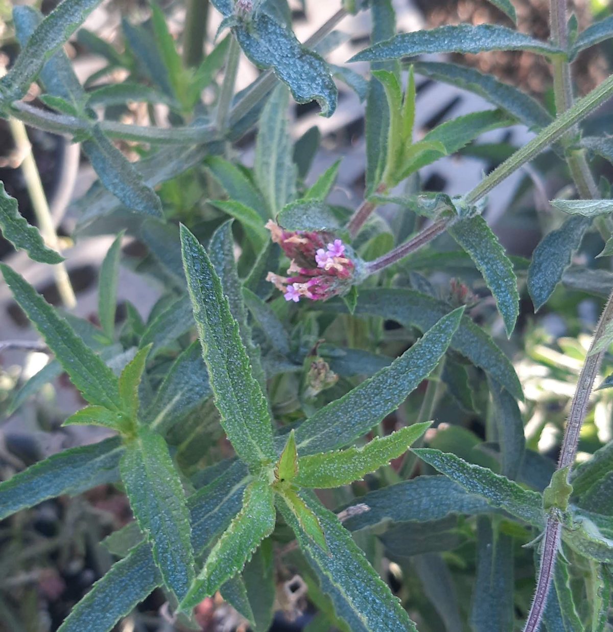 Verbena bonariensis Lollipop b