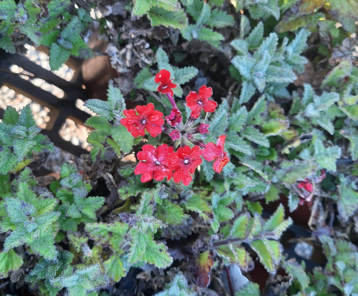 Verbena peruviana EnduraScape Red scaled