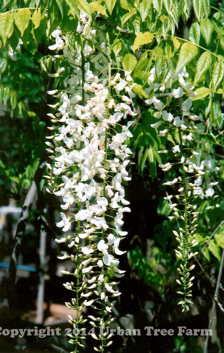 Wisteria sinensis White STD