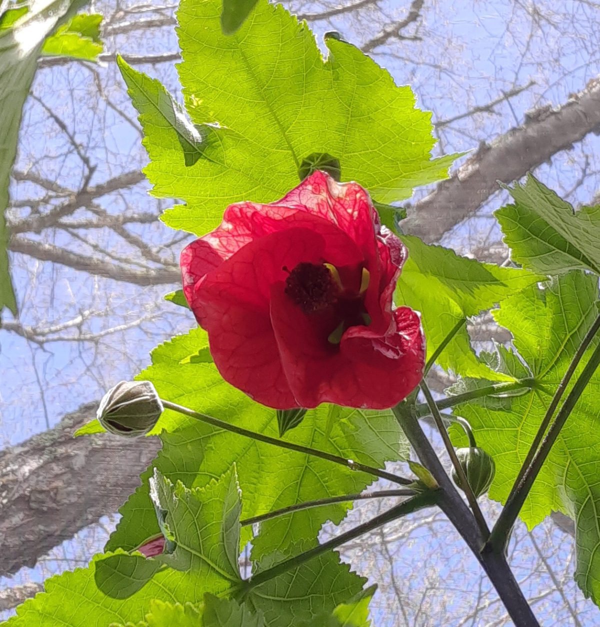 Abutilon hybridum Cardinal b