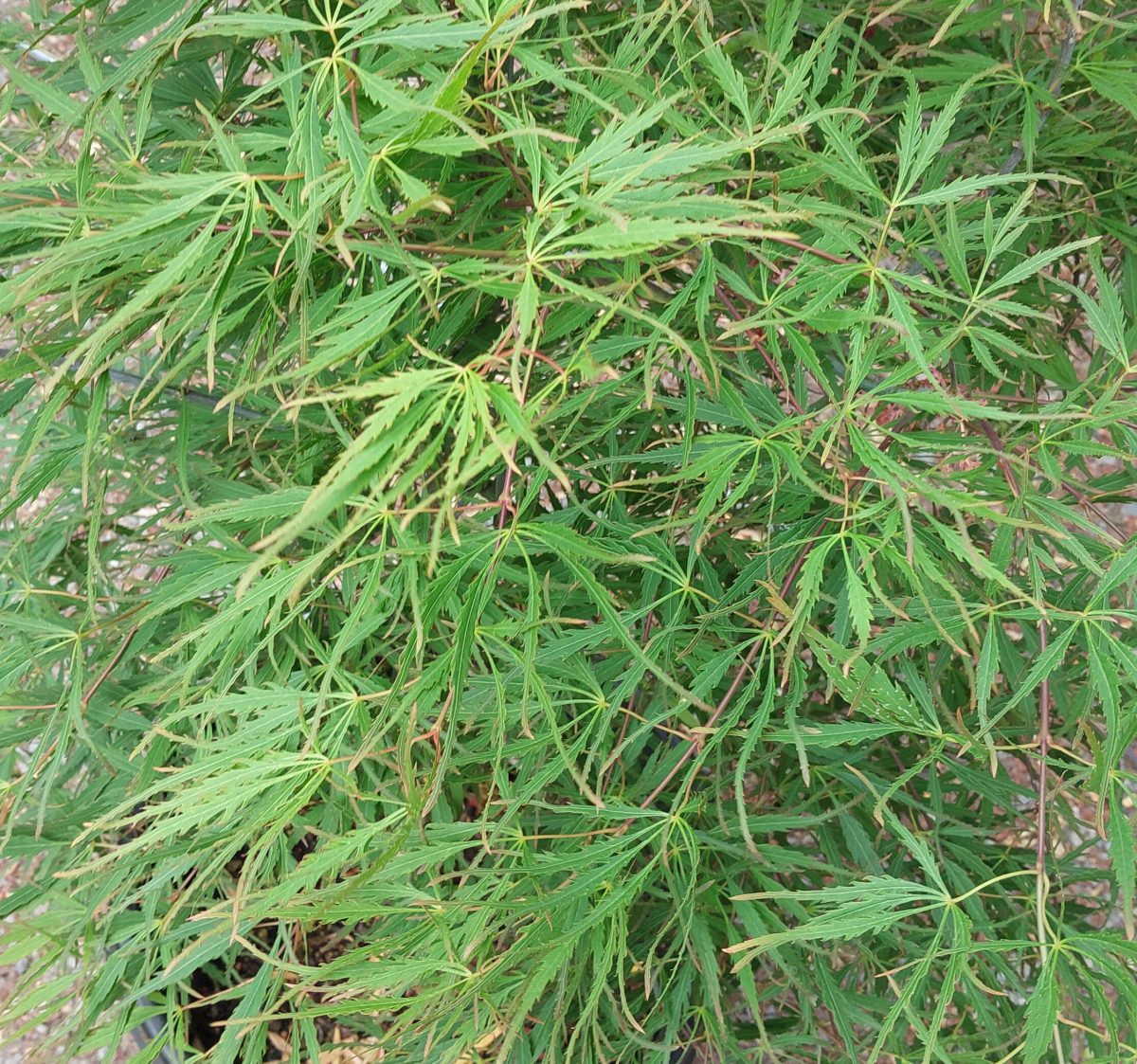 Acer palmatum Spring Delight a